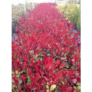 Tunç Botanik Bodur Alev Çalısı 10 Adet - Kırmızı Süs Bitkisi