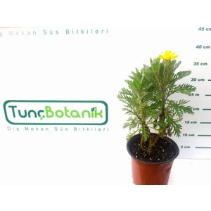 Tunç Botanik Sarı Papatya 5 Adet - Çok Yıllık Dış Mekan Çiçeği