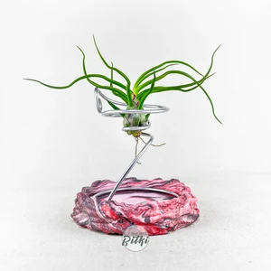 Tillandsia Bulbosa (M) - Hava Bitkisi Airplant
