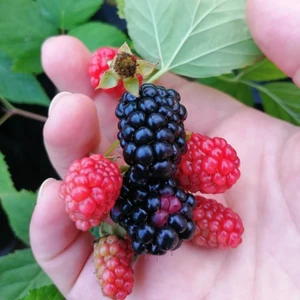 Tüplü Yerel Bursa-2 Böğürtlen Fidanı