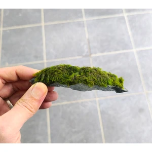 Marimo Scape Marimo rock 7-10cm Doğal Lav Kayası ve Marimo Yosunu ile Akvaryum İçin Su Bakımı