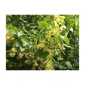 Tüplü Yediveren Blackberry Böğürtlen Fidanı