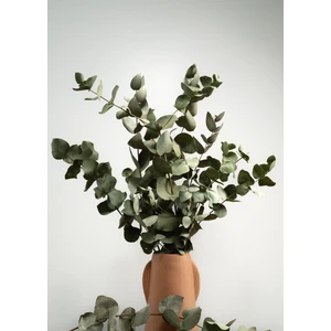 Şoklanmış Kurutulmuş Çiçek, Okaliptus