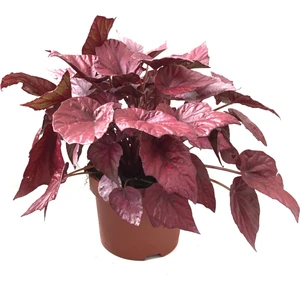 Begonia Rex 'Inca Flame' (Begonya Çiçeği)