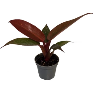 Philodendron 'Red Sun'