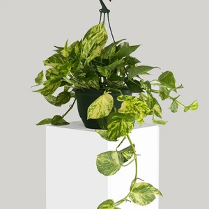 Tunç Botanik SALON SARMAŞIĞI POTHOS - HEDİYELİK EV OFİS BİTKİSİ