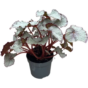 Begonia Rex 'Hawaiian Silver' (Begonya Çiçeği)