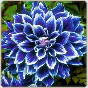 3 Adet Lacivet Beyaz Yıldız Dahlıa Çiçek Soğanı.yumru Boyu 8 Cm...