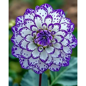 3 Adet Lacivet Beyaz Yıldız Dahlıa Çiçek Soğanı.yumru Boyu 8 Cm...