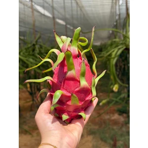 Ejder Meyvesi (Adet) (300GR Üstü)