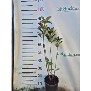 3 Yaş Viking Aronya Fidanı