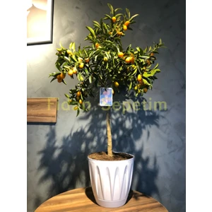 Fidan Sepetim 5 Yaş Dekoratif Saksılı Kumkuat(Kamkat) Fidanı 'Üzeri Meyveli'