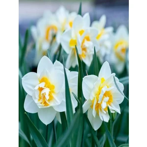 10 Adet Beyaz-Sarı Nergis Soğanı