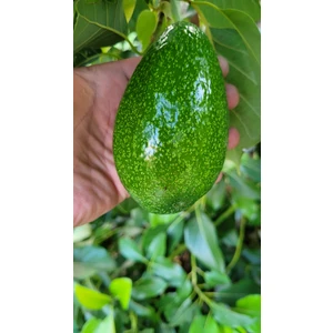 Avokado 1 kg Dalından Taze