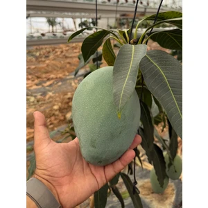 Mango (1 Kg)