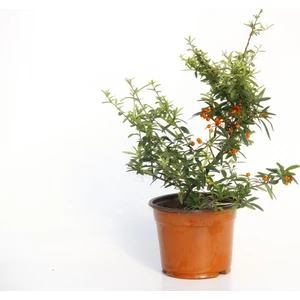 Tunç Botanik ATEŞ DİKENİ FİDANI 3 ADET