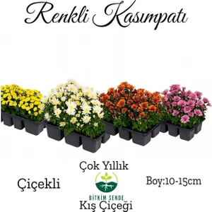 Renkli Mini Kasımpatı 10 Adet 10-15CM Pembe Beyaz Turncu Sarı Mor Çiçekli Mini Bitki