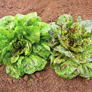 Çilli Marul Tohumu Atalık Romain Freckles