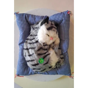 Minderde Uyuyan Kedi Sesli