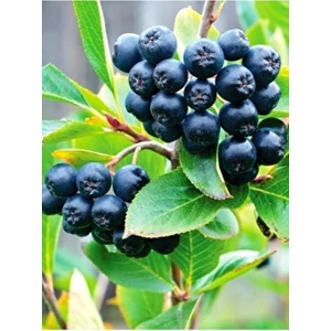 Aronya Fidanı Saksılı/tüplü