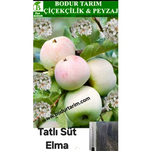 Bodur Tarım Bulancak 2 Yaşında Yarı Bodur Aşılı Tüplü Topraklı Yöresel Tatlı Kara Süt Elma Meyve Fidanı