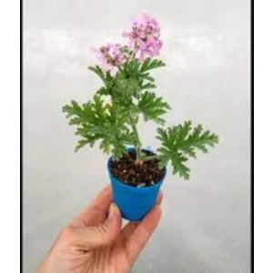 Itır Çiçeği Fidanı 10-20 cm Kokulu