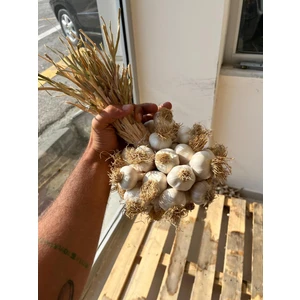 Kastamonu Taşköprü Sarımsağı