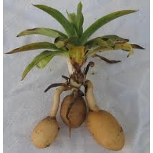 4 Adet Salep Yumrusu Yeni Mahsul Çimlenme Garantili..dikilmeye Hazır...