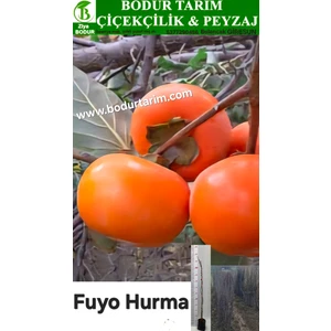 Bodur Tarım Bulancak 2 Yaşında Yarı Bodur Aşılı Tüplü Topraklı Fuyo Hurma Sert Yenilebilir Meyve Fidanı