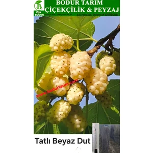 Bodur Tarım Bulancak 2 Yaşında Yarı Bodur Aşılı Tüplü Topraklı Tatlı Beyaz Dut Meyve Fidanı