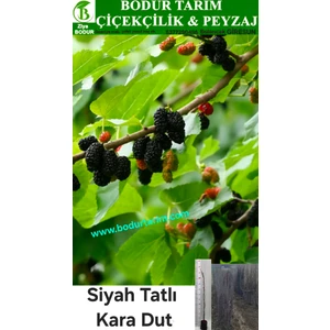 Bodur Tarım Bulancak 2 Yaşında Yarı Bodur Aşılı Tüplü Topraklı  Tatlı Kara Dut Meyve Fidanı