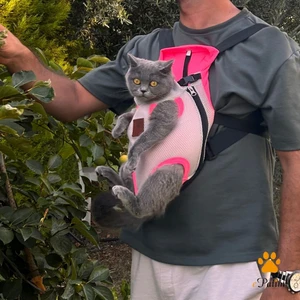Kedi Köpek Ana Kucağı