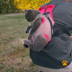 Kedi Köpek Ana Kucağı