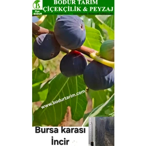 Bodur Tarım Bulancak 2 Yaşında Yarı Bodur Doku Kültürü Topraklı Tüplü Bursa Karası Incir Meyve Fidanı