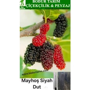 Bodur Tarım Bulancak 2 Yaşında Yarı Bodur Doku Kültürü Tüplü Topraklı 7 Veren Mayhoş Kara Dut Meyve Fidanı