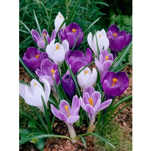 Aşk Çiçeği Ruby Giant Mor Çiğdem Soğanı-5 Adet,,,