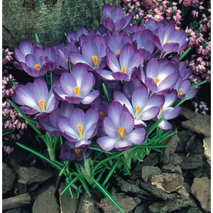 Aşk Çiçeği Ruby Giant Mor Çiğdem Soğanı-5 Adet