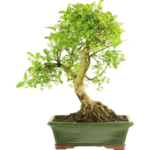 Bonsai Taflan Seti (Fidan+Bonsai Saksı+Toprak +Bitki Besini)