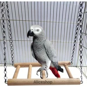Alice Shop Amazon Jako Papağanları ve Boyutundaki Papağanlar Için Ahşap Salıncak