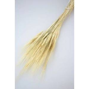 Naturel Kuru Başak Demeti