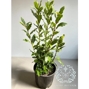 Kokulu Defne Fidanı Aromatik Defne Ağacı Bitkisi Laurus Nobilis 40-60 cm