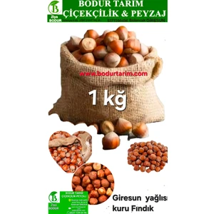 Bodur tarım Bulancak   Giresun Yağlısı Kabuklu Kuru Fındık Kuru Yemiş 1 Kğ Lık Paket Kendi Mahsülümüzdür