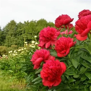 10 Adet Şakayık Çiçeği Yumrusu..karışık Renkler.yeni Mahsul.