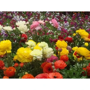 10 Adet Şakayık Çiçeği Yumrusu..karışık Renkler.yeni Mahsul.