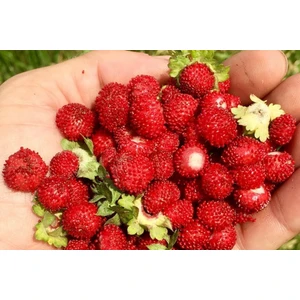 Tunç Botanik DAĞ ÇİLEĞİ FİDANI - KOCAYEMİŞ