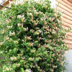 Tunç Botanik HANIMELİ SARMAŞIK 3 ADET ÇİÇEKLİ, KOKULU, SARILICI BİTKİ