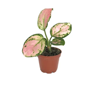 Aglaonema 'Dud Unyamanee' (Çin Herdemyeşili)