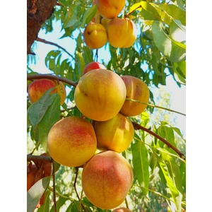 Şefatli Fidanı Bursa Sarı Yarma 3 Yaşlı 120 -150 cm