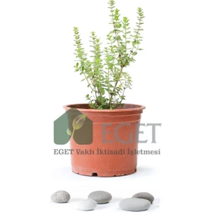 Izmir Bilyalı Kekik (Origanum Onites)