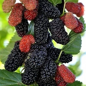 Yediveren Siyah Dut 3yaşlı 120-150CM